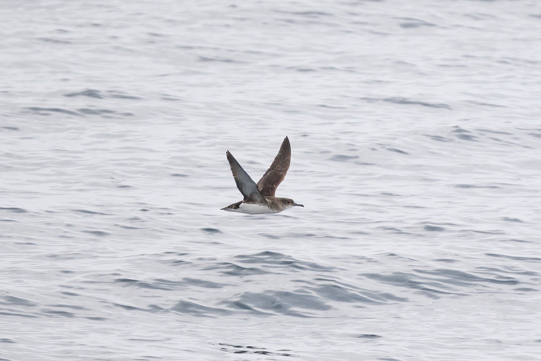 Fluttering Shearwater - ML643269018
