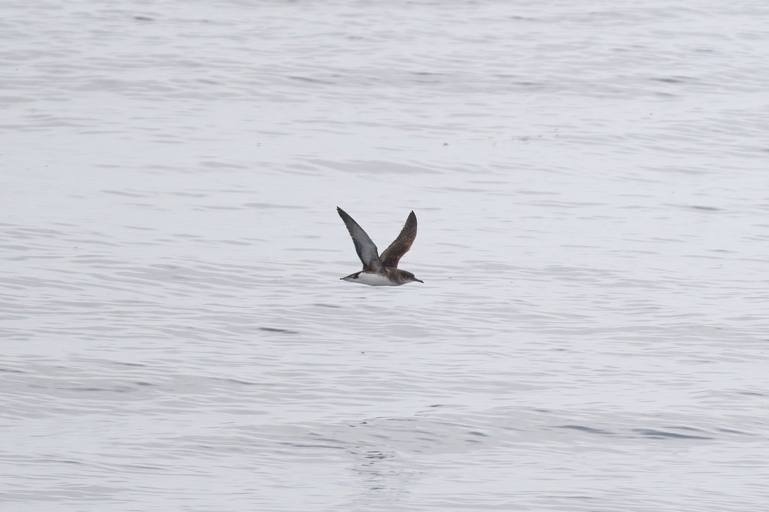 Fluttering Shearwater - ML643269019