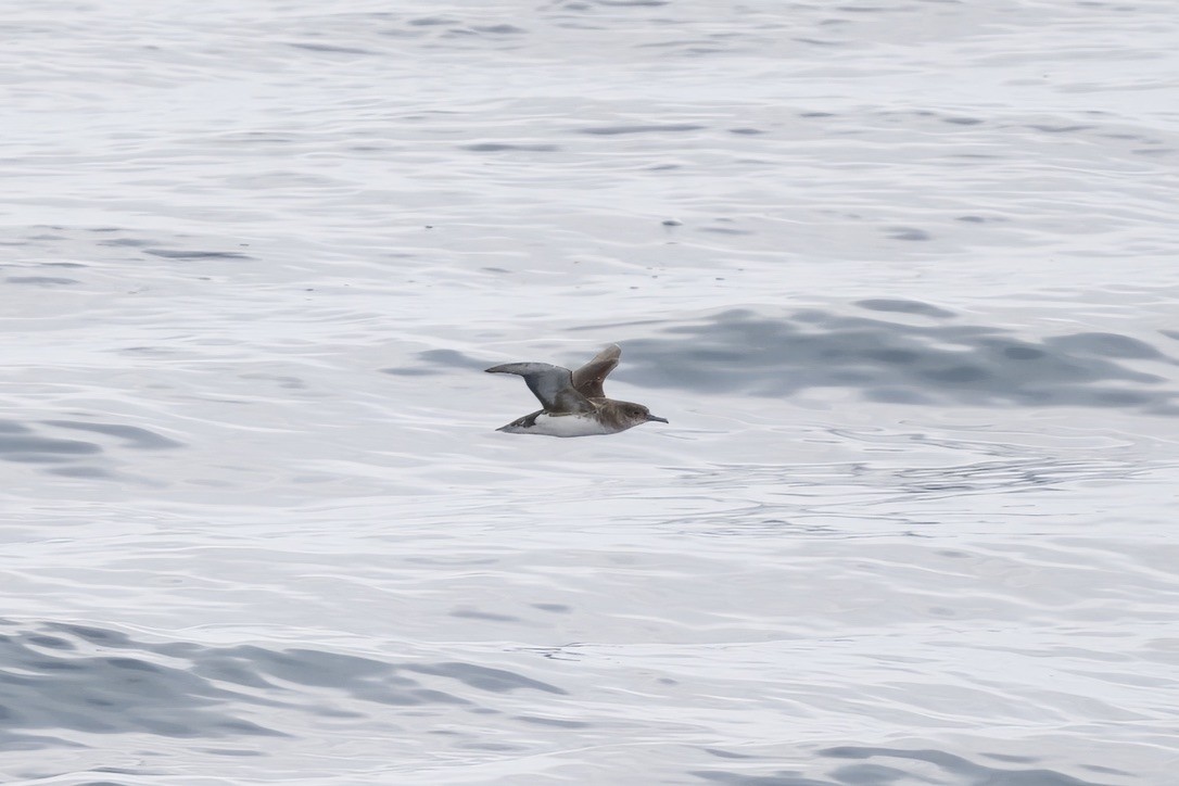Fluttering Shearwater - ML643269023