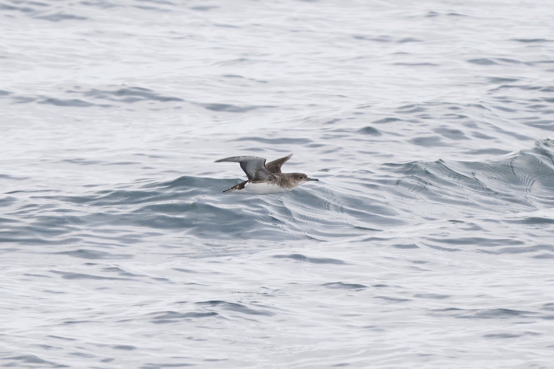 Fluttering Shearwater - ML643269029