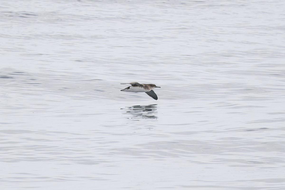 Fluttering Shearwater - ML643269035