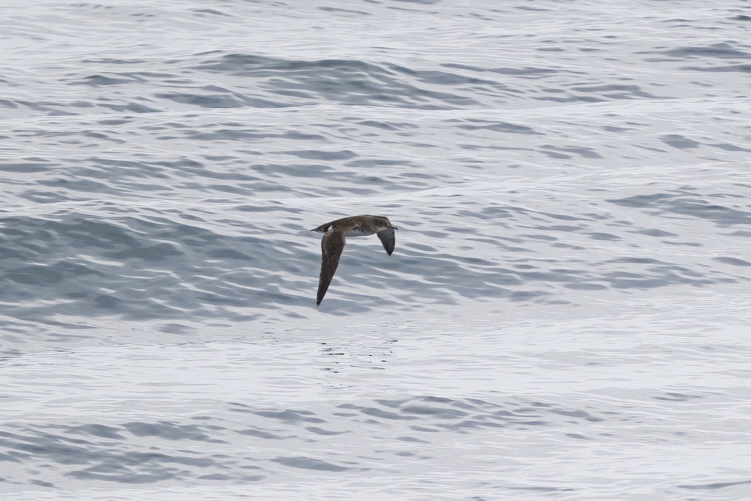Fluttering Shearwater - ML643269039
