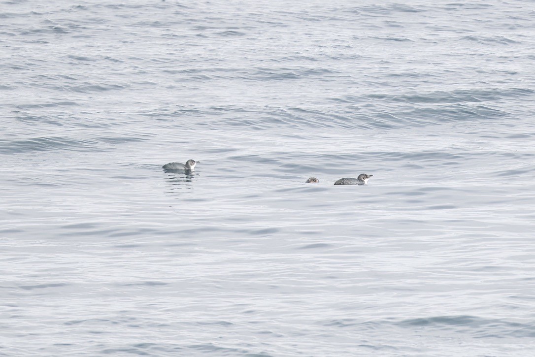 Little Penguin - ML643269040