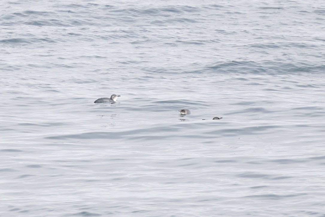 Little Penguin - ML643269041