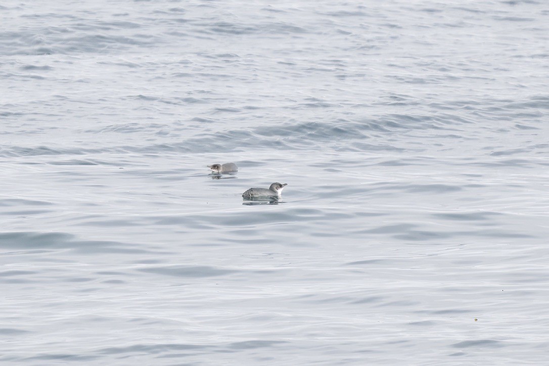 Little Penguin - ML643269042
