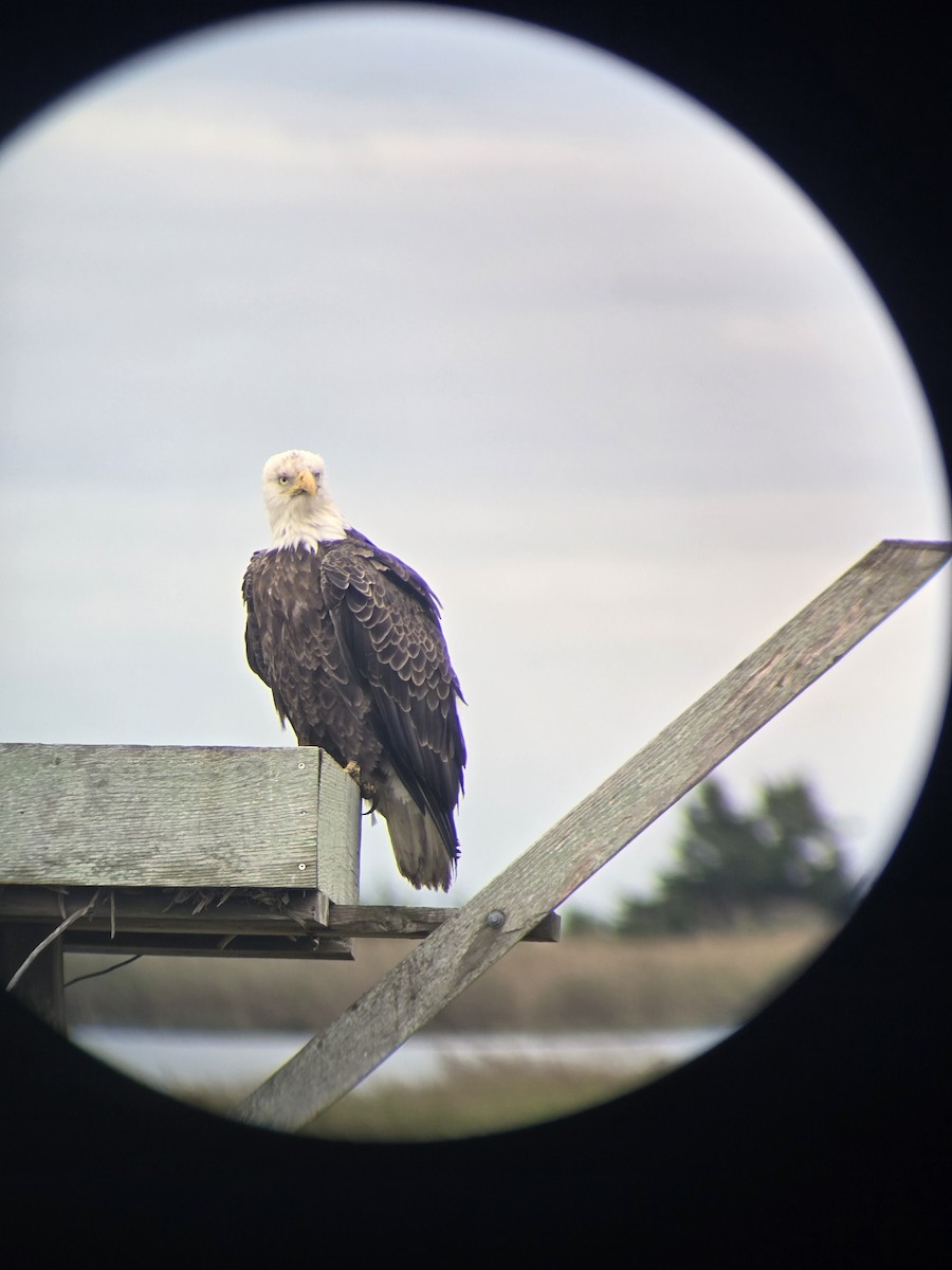 Bald Eagle - ML643269055