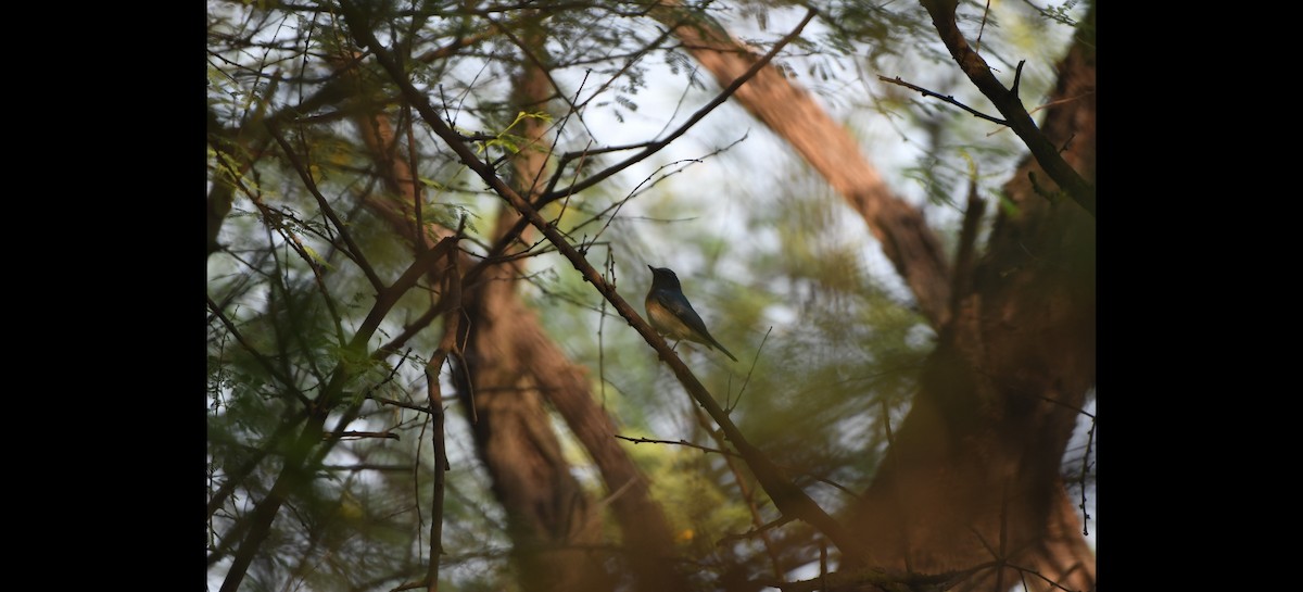 Blue-throated Flycatcher - ML643269065
