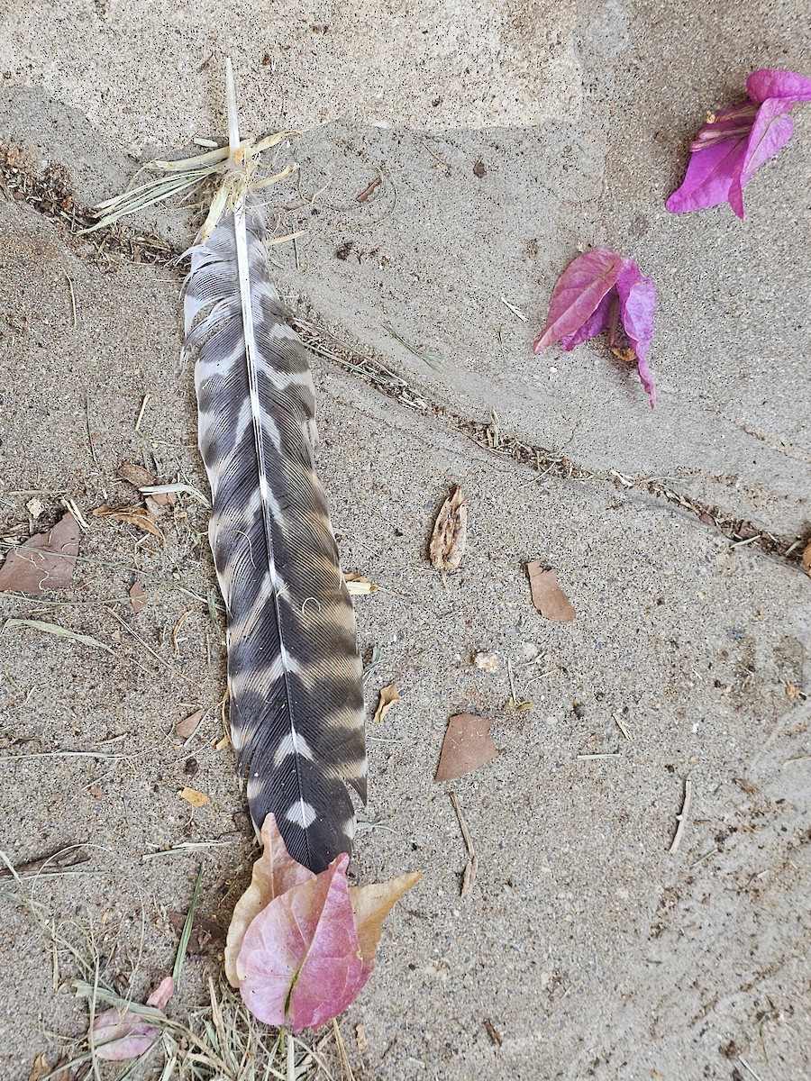 kukačka obecná - ML643269071