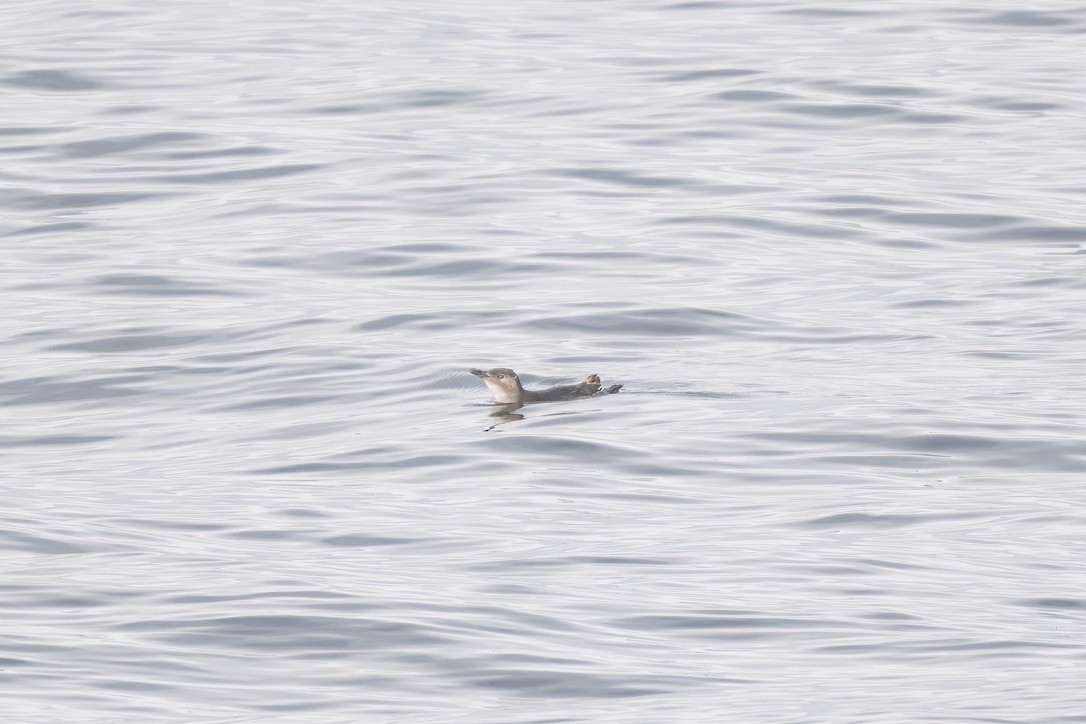 Little Penguin - ML643269079