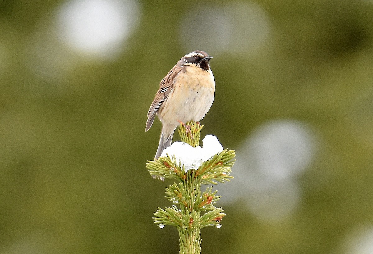 ノドグロイワヒバリ - ML643269080