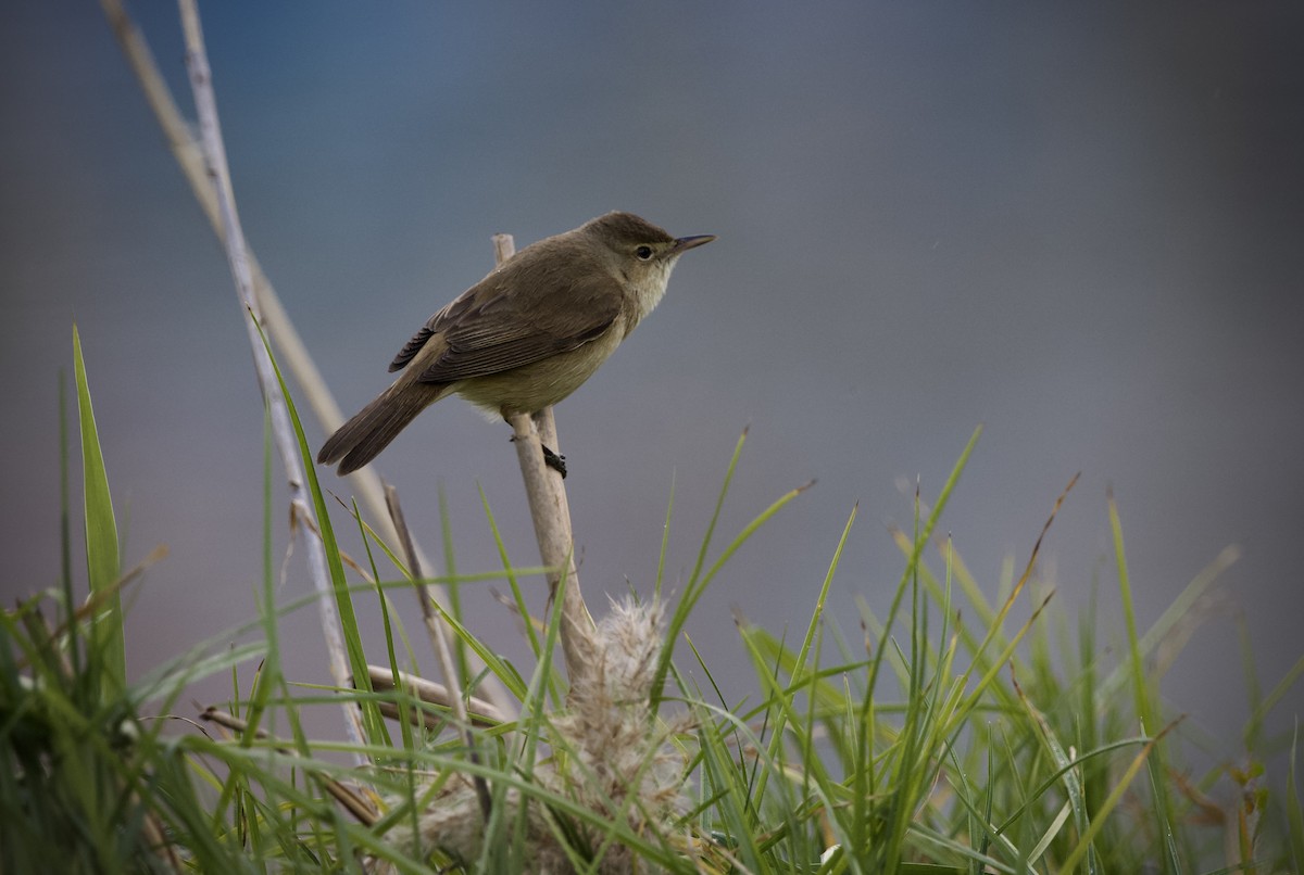 Australian Reed Warbler - ML643269084