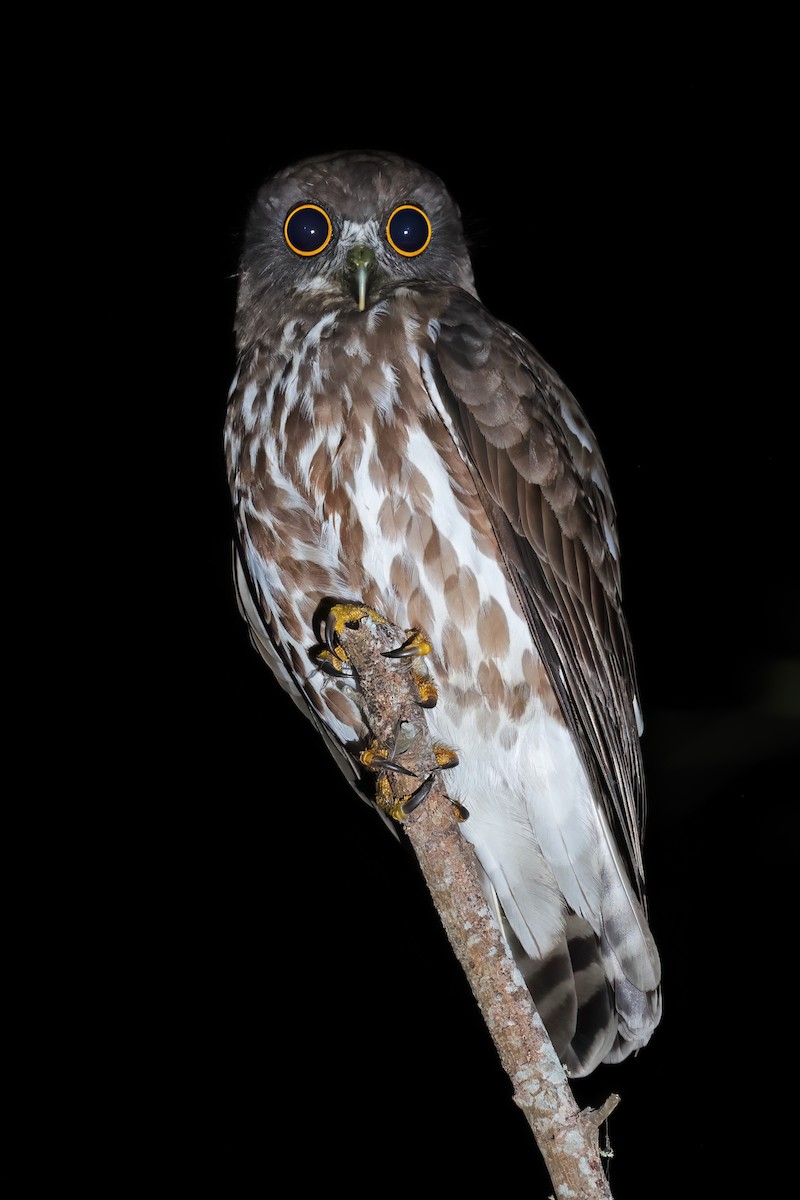 Northern Boobook - ML643269086