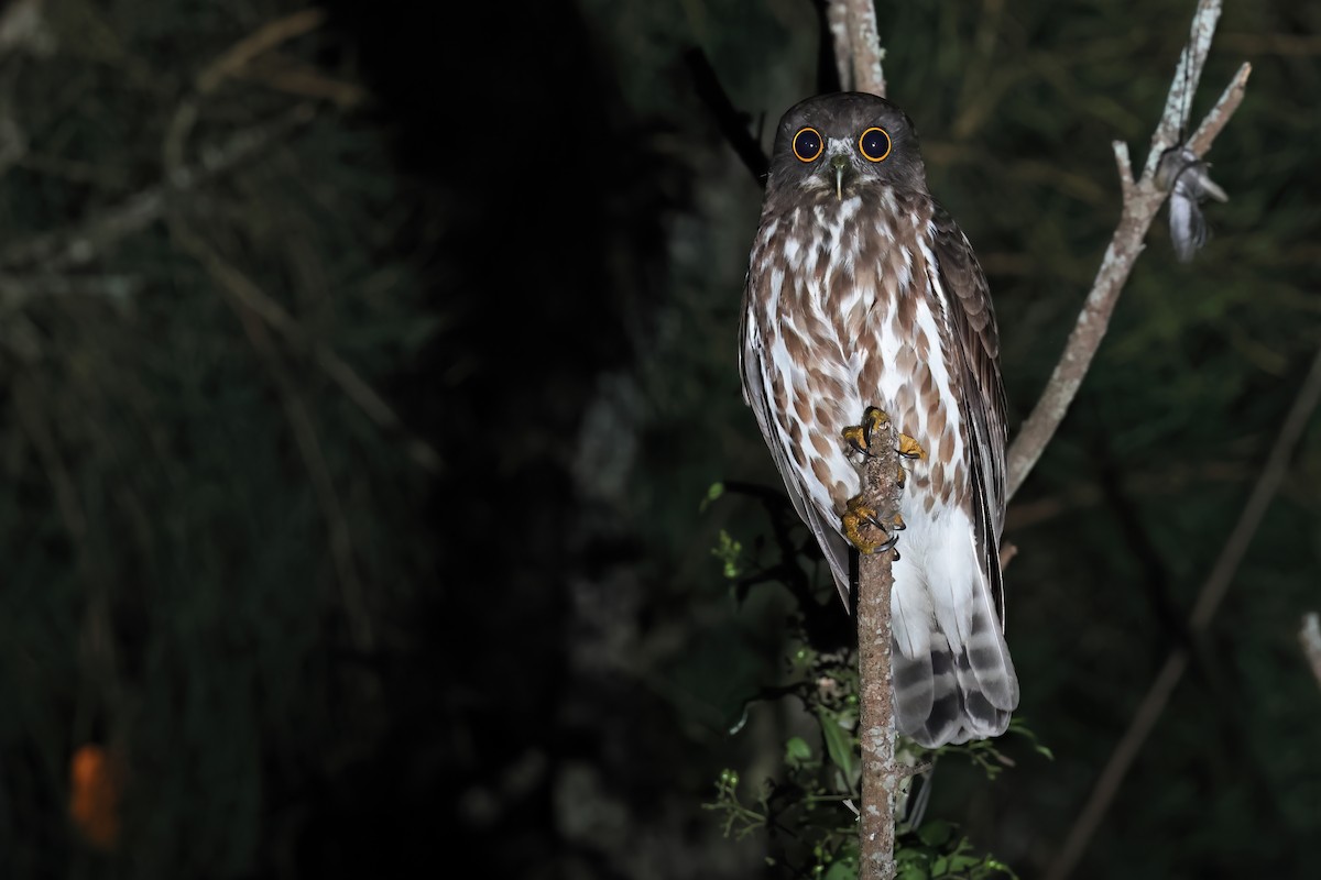 Northern Boobook - ML643269087