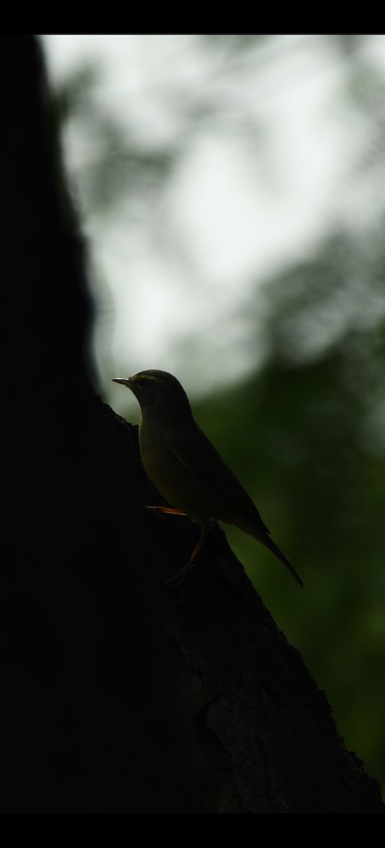 Sulphur-bellied Warbler - ML643269091