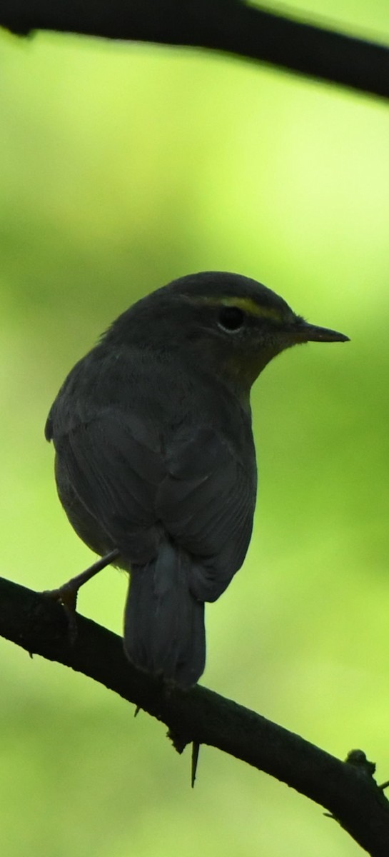 Sulphur-bellied Warbler - ML643269092