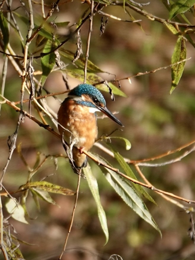 翠鳥 - ML643269095