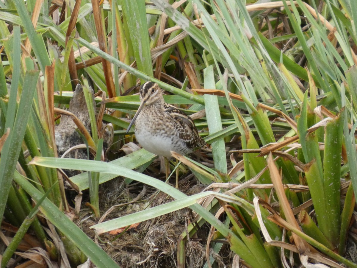 田鷸 - ML643269097