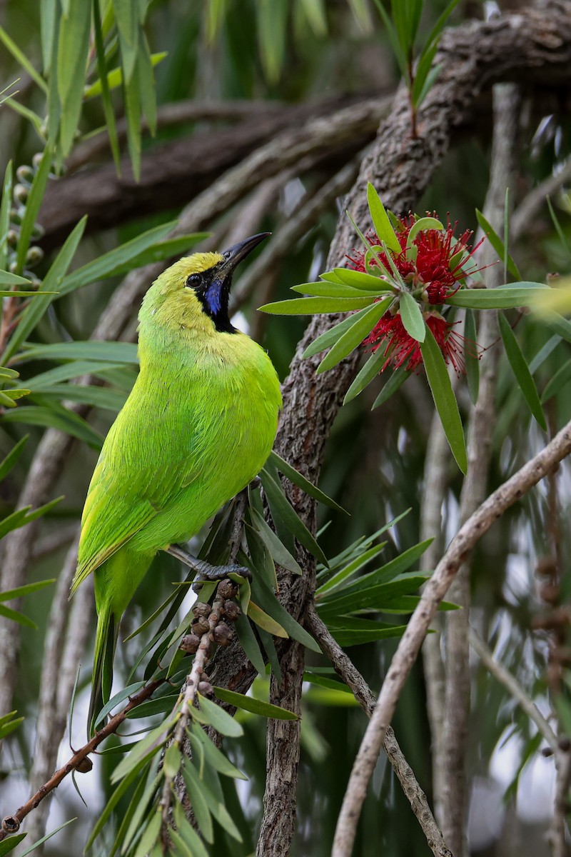 Jerdon's Leafbird - ML643269099