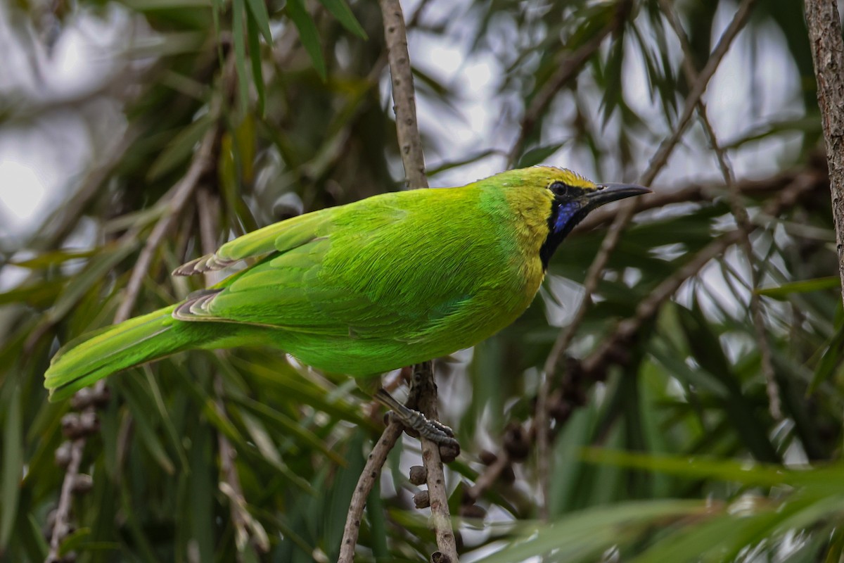 Jerdon's Leafbird - ML643269100