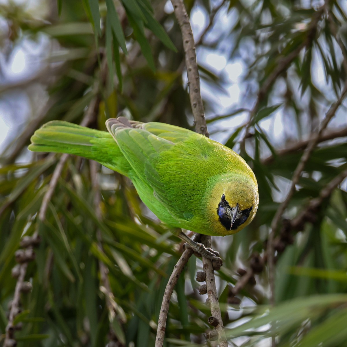 Jerdon's Leafbird - ML643269101