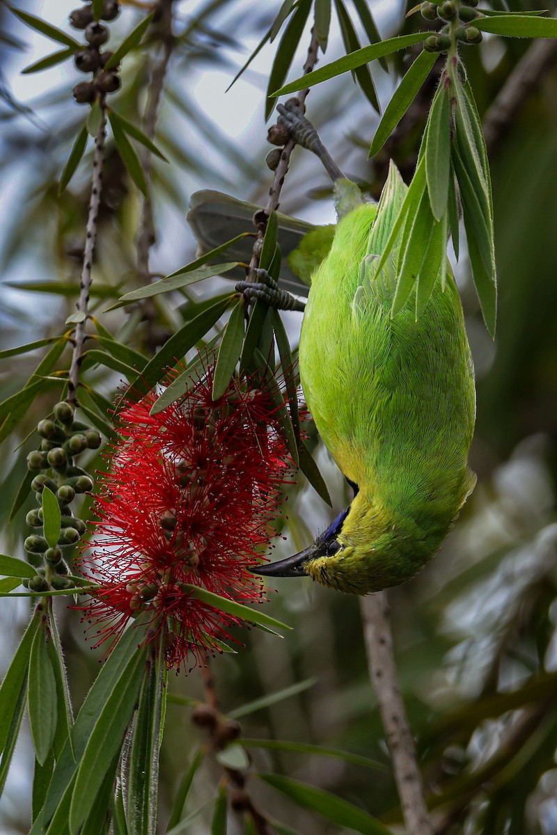 Jerdon's Leafbird - ML643269102
