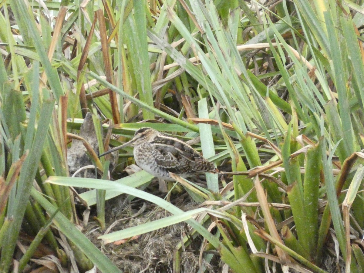 田鷸 - ML643269107