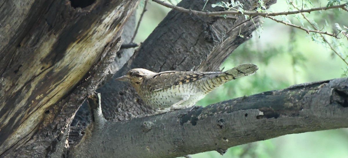 Eurasian Wryneck - ML643269116
