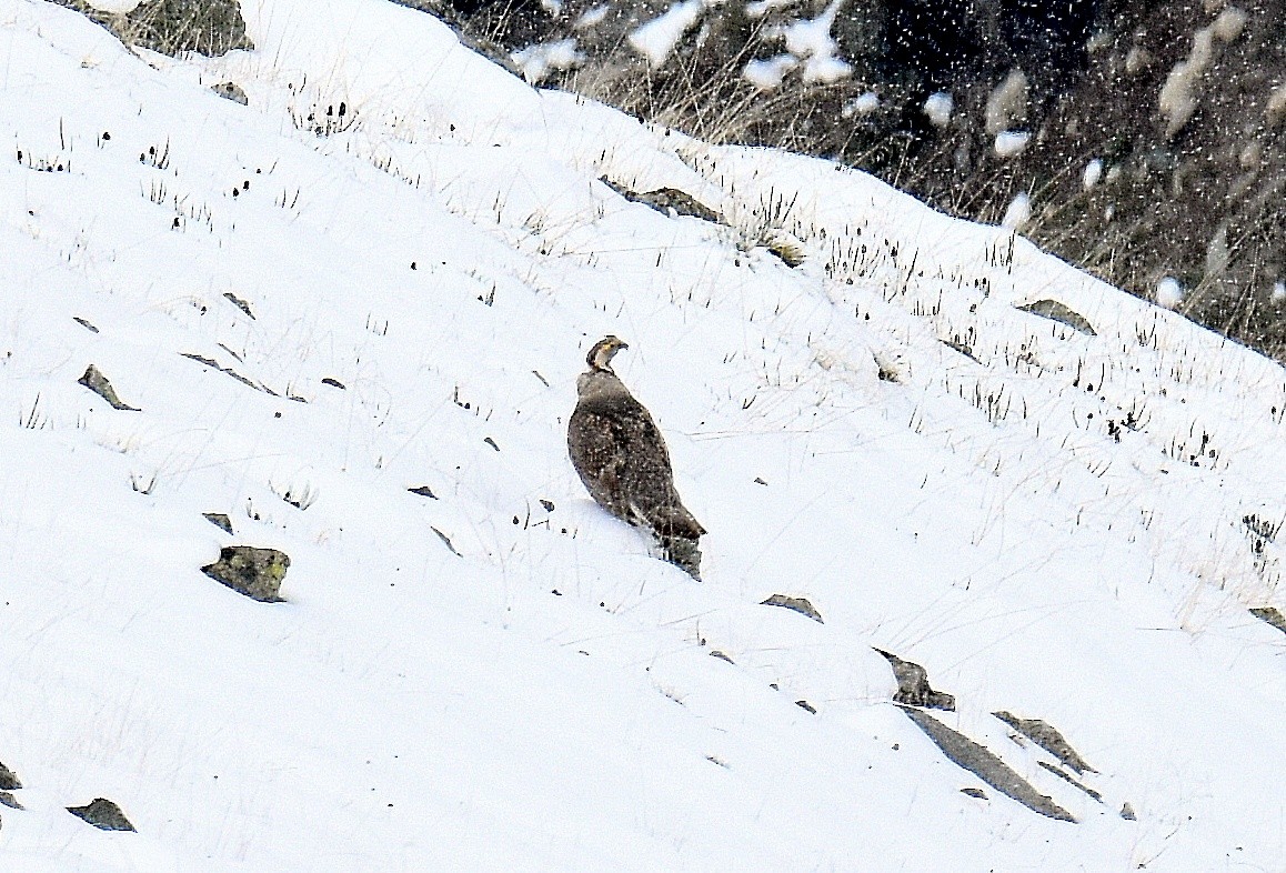 Perdigallo Himalayo - ML643269121