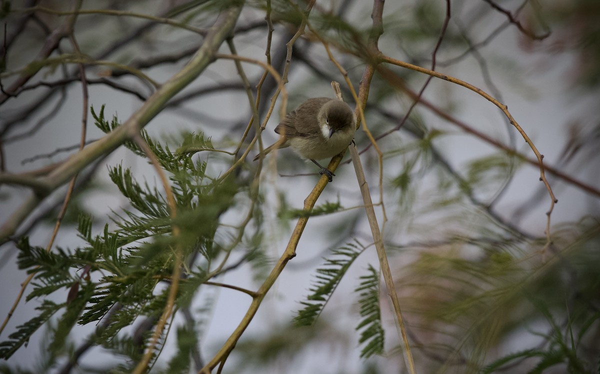 Australian Reed Warbler - ML643269124