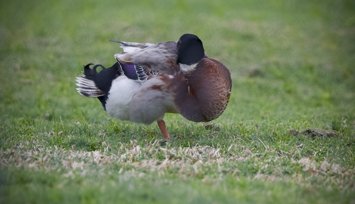 Mallard (Domestic type) - ML643269130