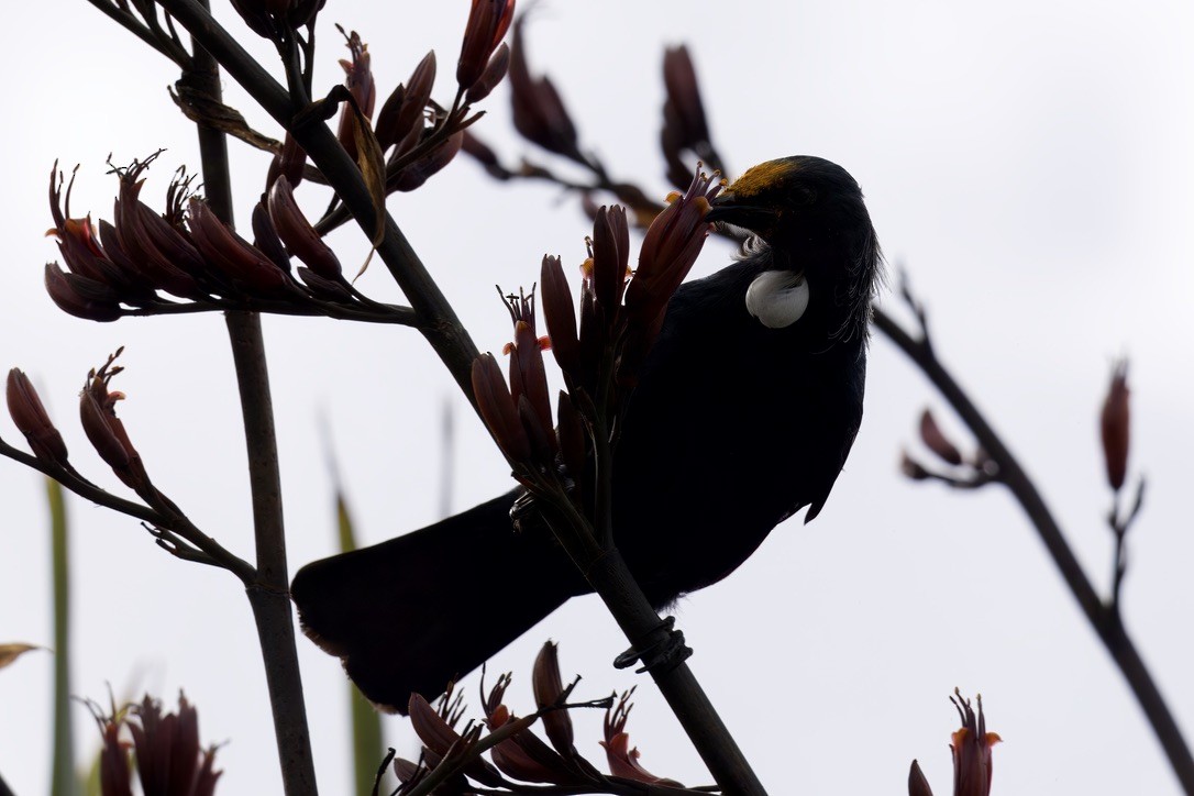Tui - ML643269141