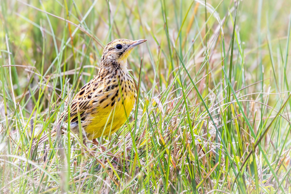 Sharpe's Longclaw - ML643269144