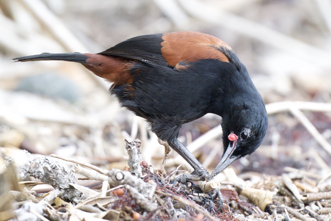 North Island Saddleback - ML643269145