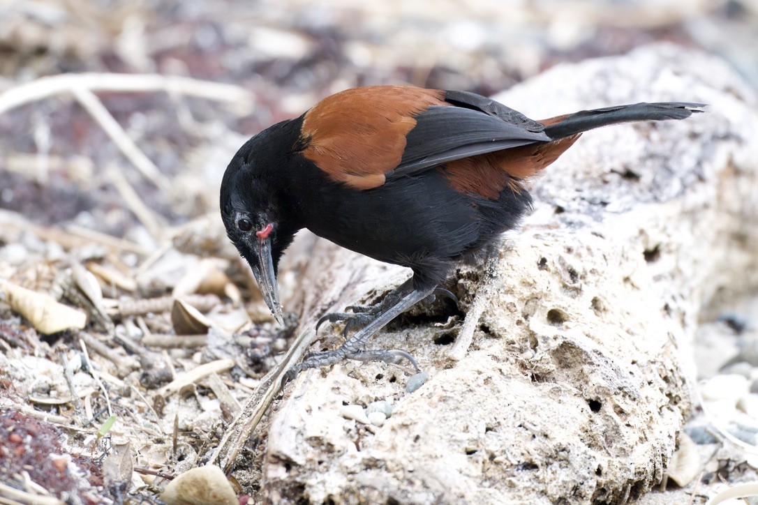 North Island Saddleback - ML643269146