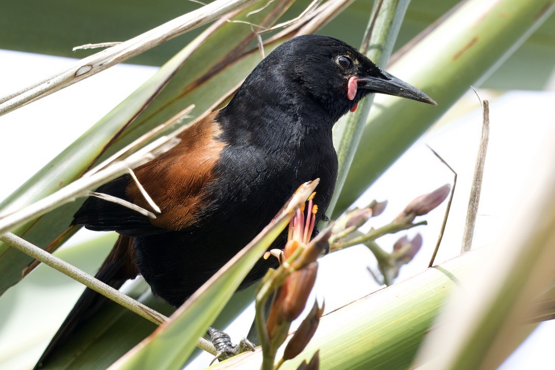 North Island Saddleback - ML643269148