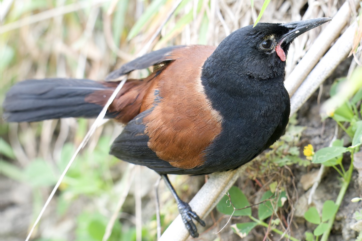 North Island Saddleback - ML643269149