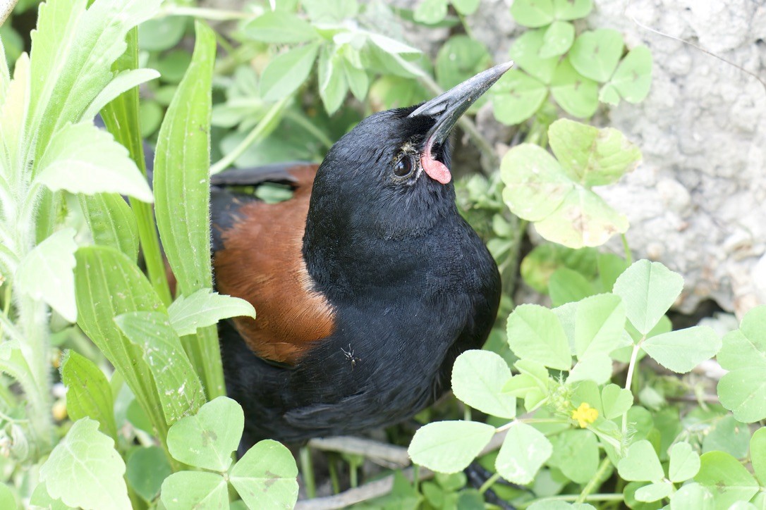 North Island Saddleback - ML643269153