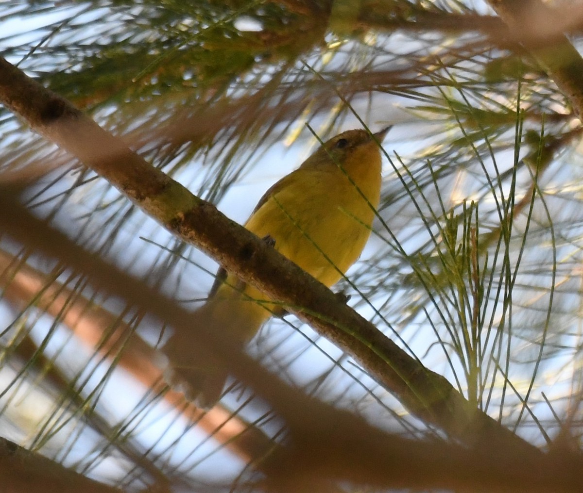 Yellow Thornbill - ML643269155