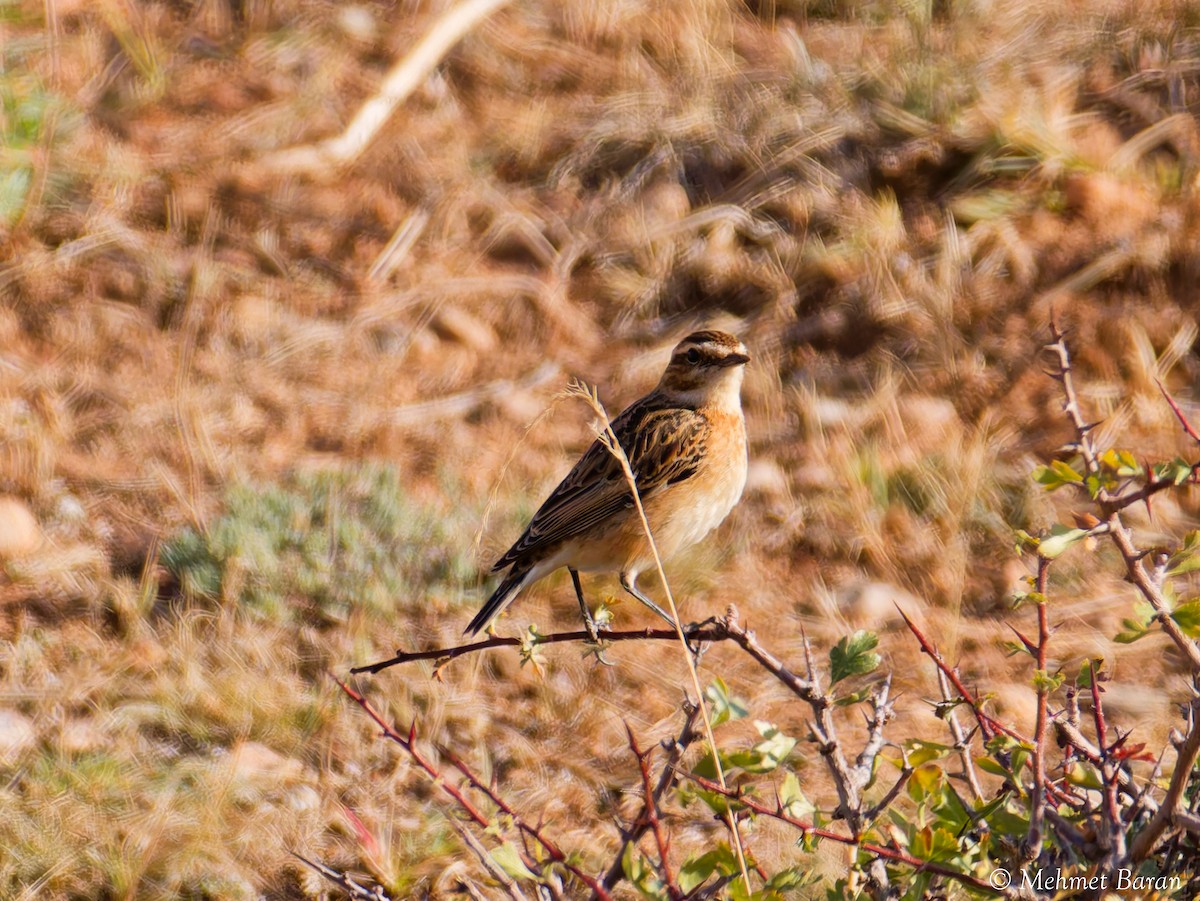 Whinchat - ML643269156