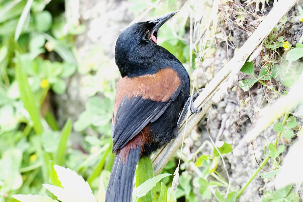 North Island Saddleback - ML643269159
