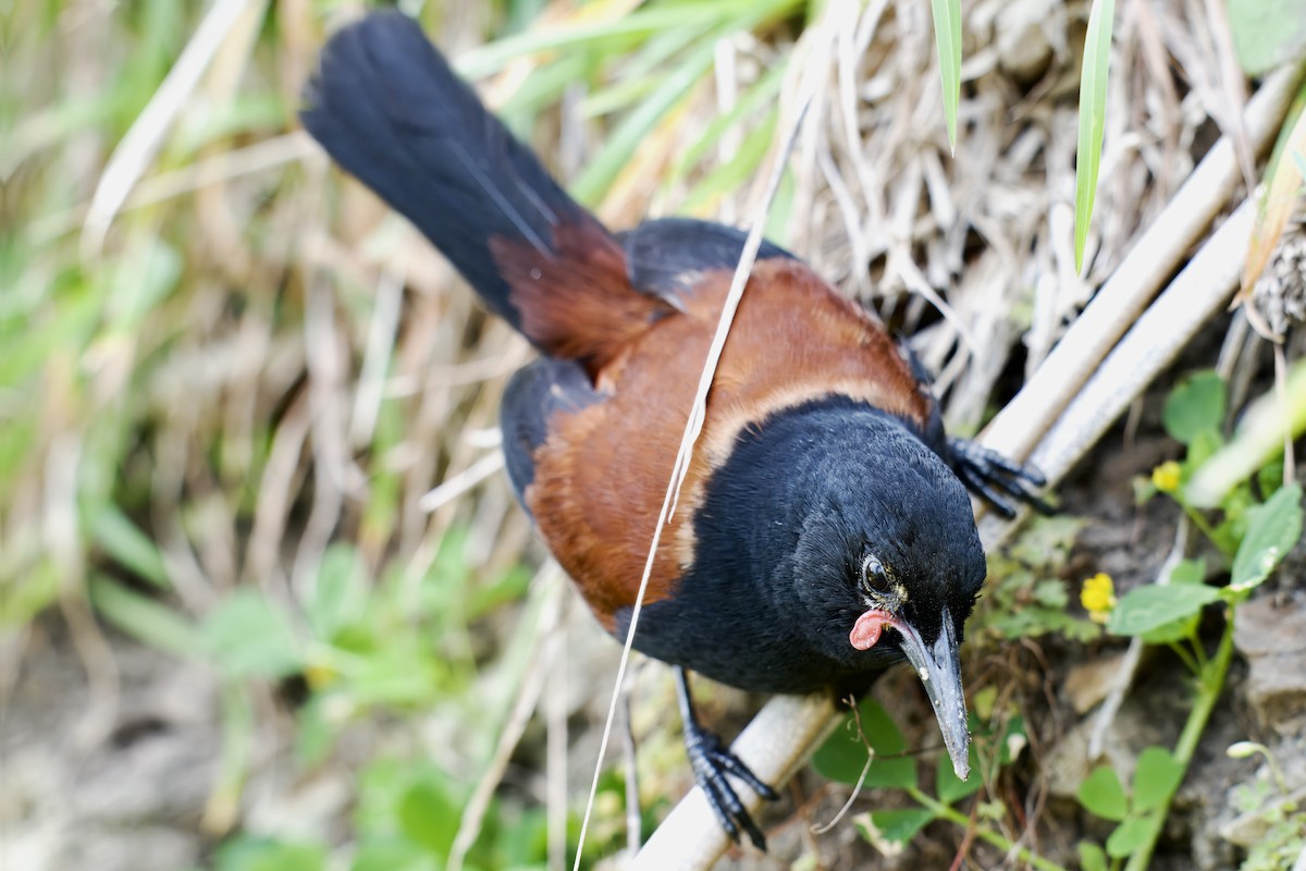 North Island Saddleback - ML643269163
