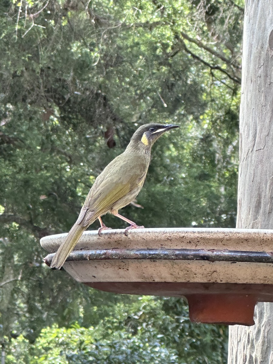 Lewin's Honeyeater - ML643269167