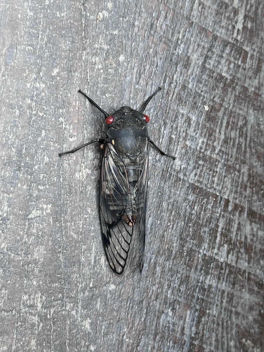 Redeye Cicada - ML643269170