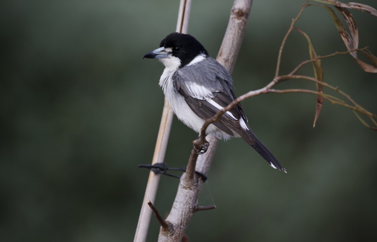 Gray Butcherbird - ML643269173
