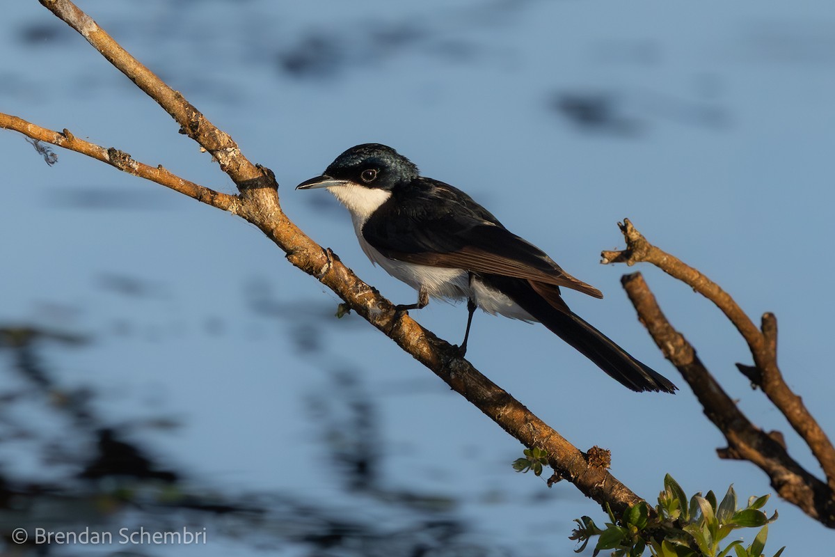 Restless Flycatcher - ML643269176
