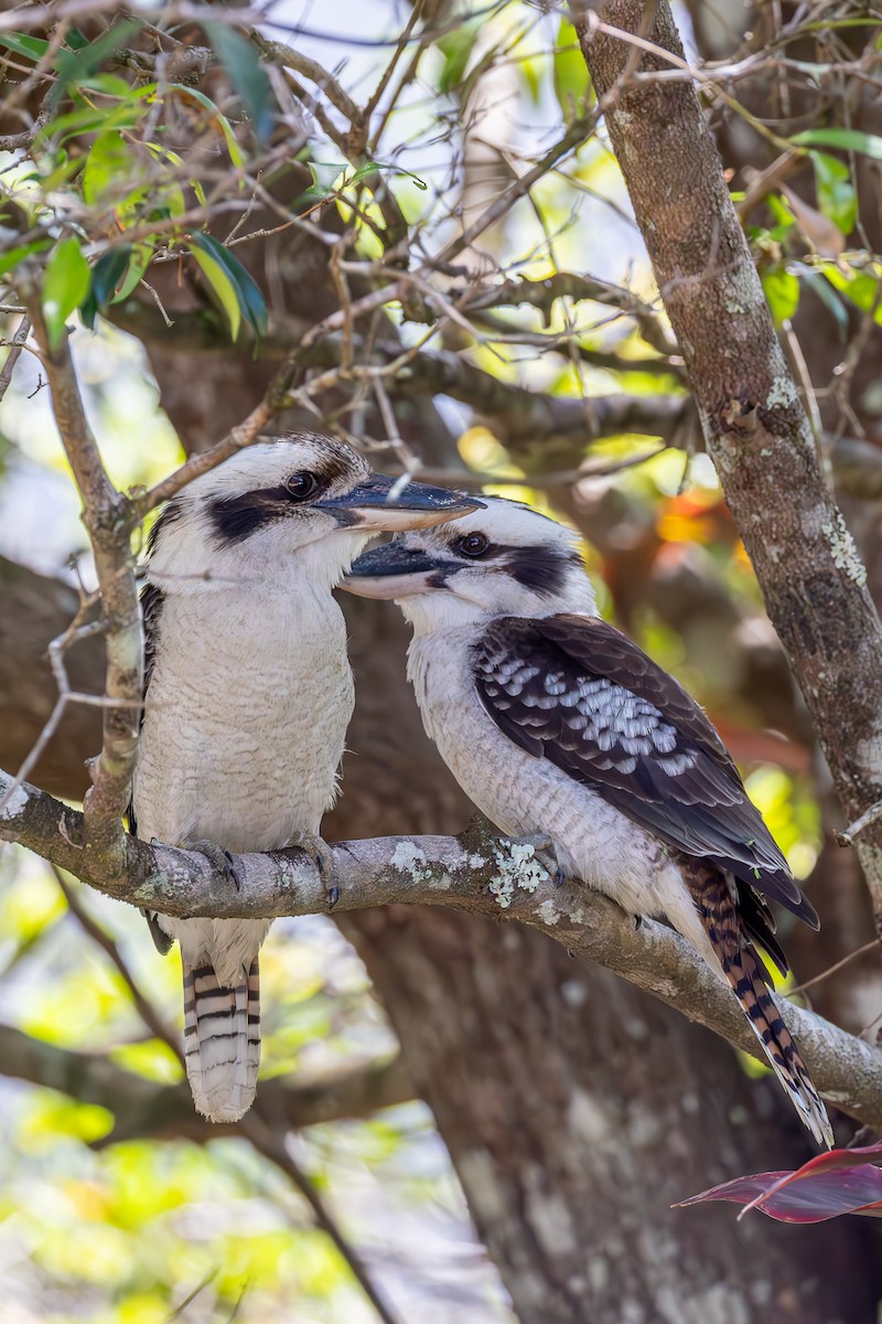 Laughing Kookaburra - ML643269186