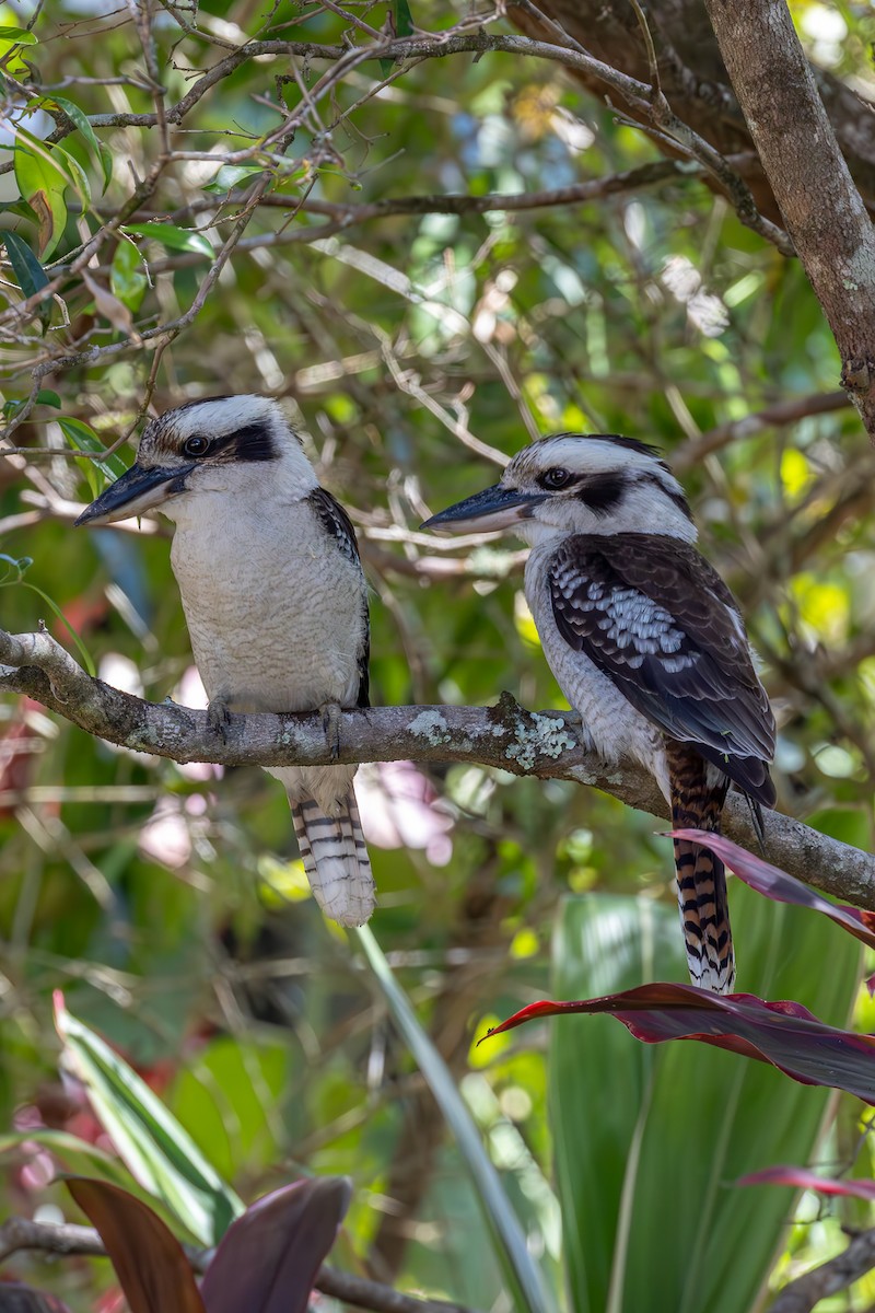 Laughing Kookaburra - ML643269187