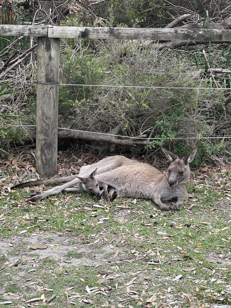 Eastern Grey Kangaroo - ML643269190
