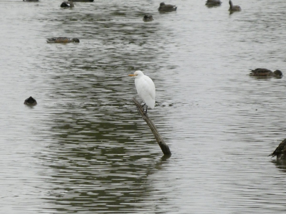 Western Cattle-Egret - ML643269203
