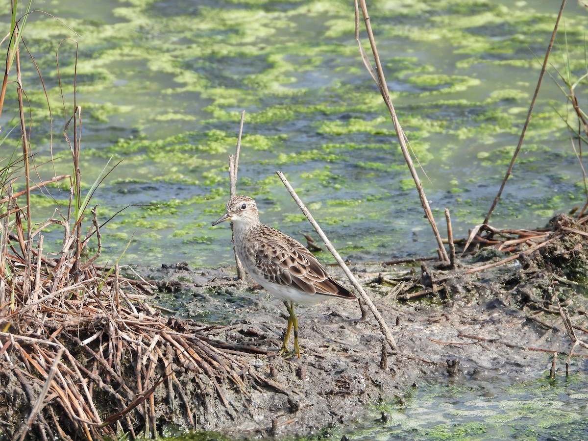 Long-toed Stint - ML643269256